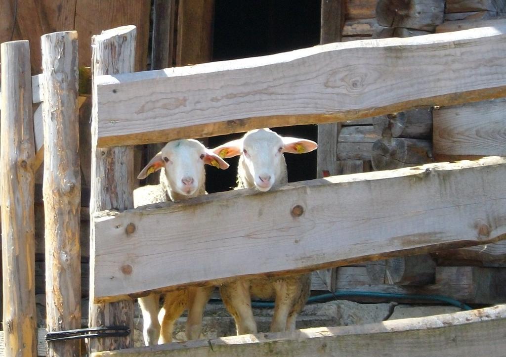 Hochsernerhof Ξενοδοχείο Tiefgraben Εξωτερικό φωτογραφία